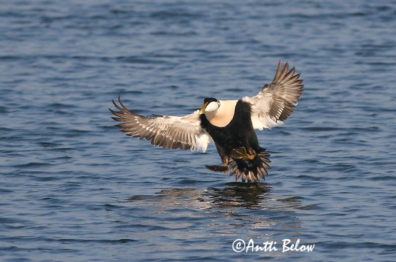 5/2006
Lågskär, Finland
Avainsanat: Èider Ederfugl Eider Common Eider Hahk Haahka Eider à duvet Eiderente Pehelyréce Æður Edredone Ærfugl Eider-edredão Somateria mollissima Eider Común Ejder