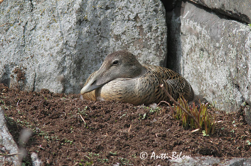 Avainsanat: Èider Ederfugl Eider Common Eider Hahk Haahka Eider à duvet Eiderente Pehelyréce Æður Edredone Ærfugl Eider-edredão Somateria mollissima Eider Común Ejder
