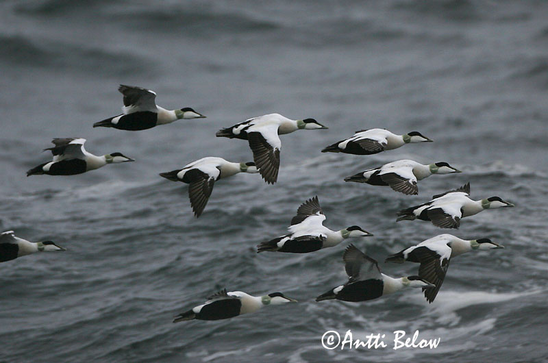 Avainsanat: Èider Ederfugl Eider Common Eider Hahk Haahka Eider à duvet Eiderente Pehelyréce Æður Edredone Ærfugl Eider-edredão Somateria mollissima Eider Común Ejder