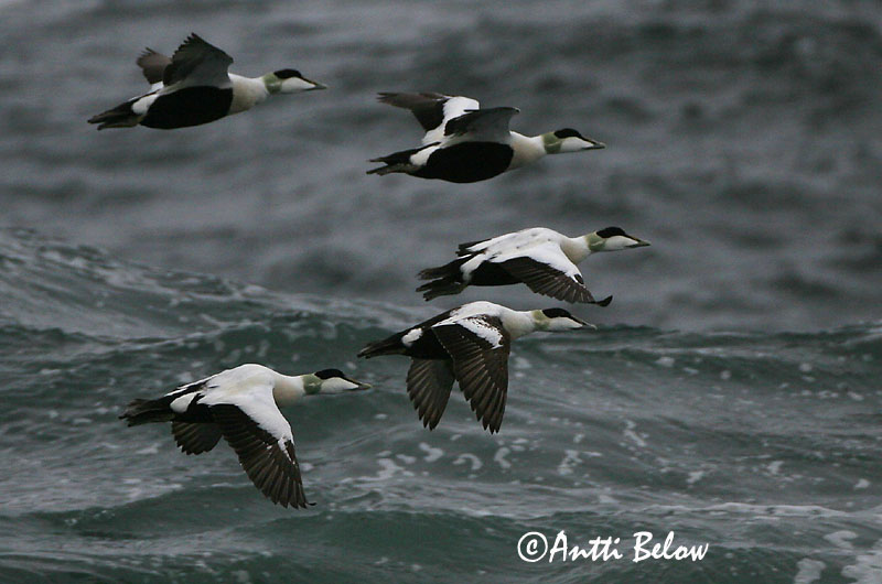 Avainsanat: Èider Ederfugl Eider Common Eider Hahk Haahka Eider à duvet Eiderente Pehelyréce Æður Edredone Ærfugl Eider-edredão Somateria mollissima Eider Común Ejder