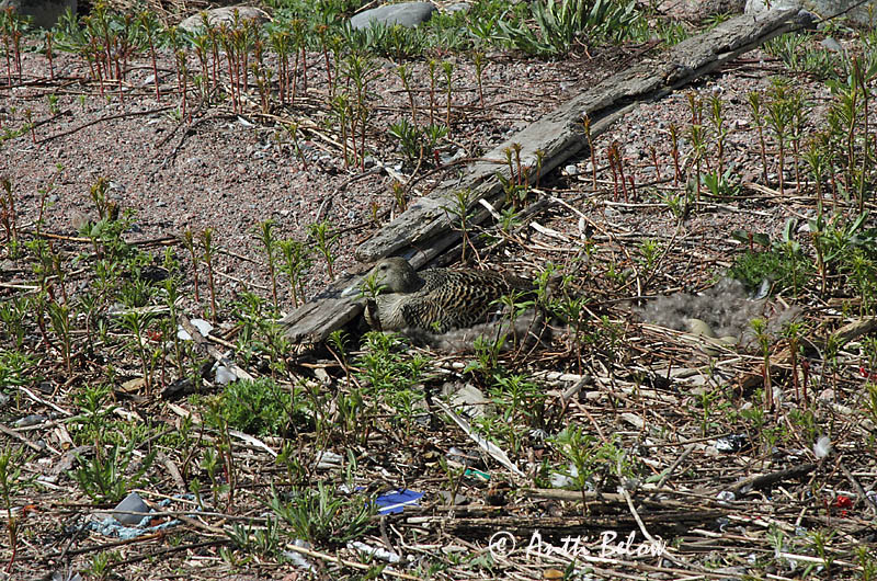 Avainsanat: Èider Ederfugl Eider Common Eider Hahk Haahka Eider à duvet Eiderente Pehelyréce Æður Edredone Ærfugl Eider-edredão Somateria mollissima Eider Común Ejder