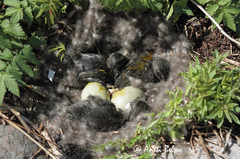 Avainsanat: Èider Ederfugl Eider Common Eider Hahk Haahka Eider à duvet Eiderente Pehelyréce Æður Edredone Ærfugl Eider-edredão Somateria mollissima Eider Común Ejder