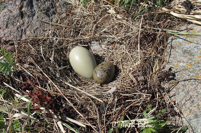 Avainsanat: Èider Ederfugl Eider Common Eider Hahk Haahka Eider à duvet Eiderente Pehelyréce Æður Edredone Ærfugl Eider-edredão Somateria mollissima Eider Común Ejder