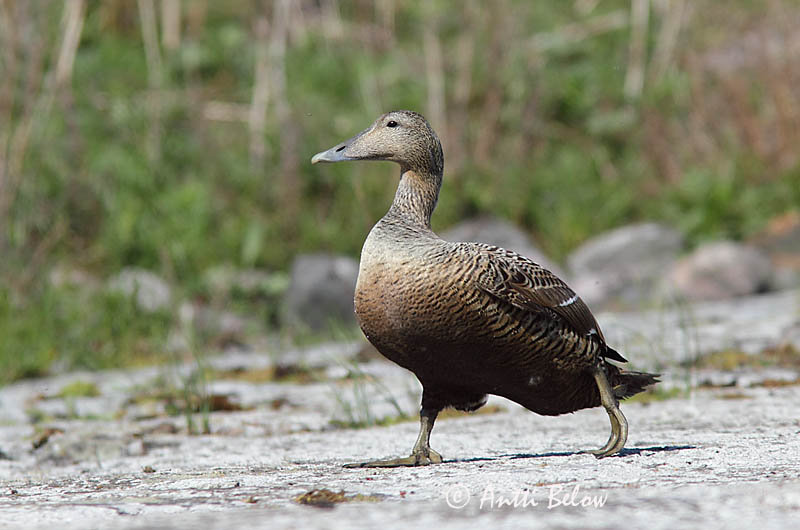 Avainsanat: Èider Ederfugl Eider Common Eider Hahk Haahka Eider à duvet Eiderente Pehelyréce Æður Edredone Ærfugl Eider-edredão Somateria mollissima Eider Común Ejder