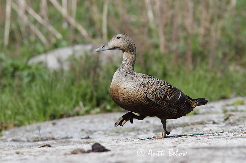 Avainsanat: Èider Ederfugl Eider Common Eider Hahk Haahka Eider à duvet Eiderente Pehelyréce Æður Edredone Ærfugl Eider-edredão Somateria mollissima Eider Común Ejder