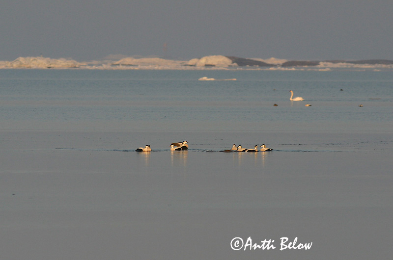 Avainsanat: Èider Ederfugl Eider Common Eider Hahk Haahka Eider à duvet Eiderente Pehelyréce Æður Edredone Ærfugl Eider-edredão Somateria mollissima Eider Común Ejder