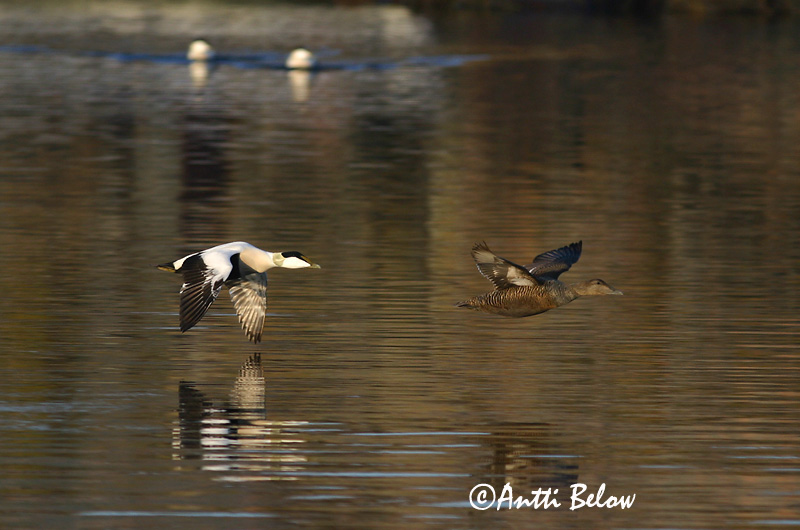 Avainsanat: Èider Ederfugl Eider Common Eider Hahk Haahka Eider à duvet Eiderente Pehelyréce Æður Edredone Ærfugl Eider-edredão Somateria mollissima Eider Común Ejder