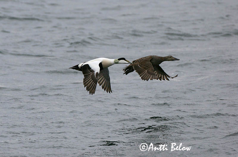 Avainsanat: Èider Ederfugl Eider Common Eider Hahk Haahka Eider à duvet Eiderente Pehelyréce Æður Edredone Ærfugl Eider-edredão Somateria mollissima Eider Común Ejder