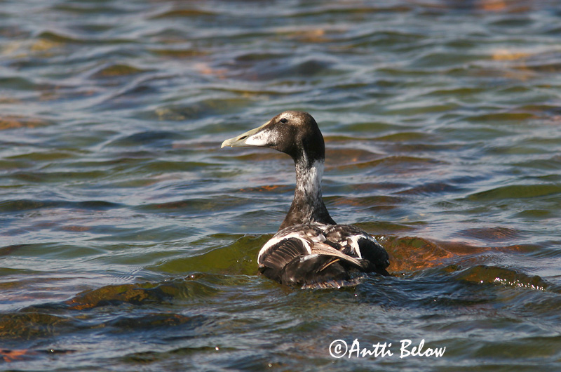 Avainsanat: Èider Ederfugl Eider Common Eider Hahk Haahka Eider à duvet Eiderente Pehelyréce Æður Edredone Ærfugl Eider-edredão Somateria mollissima Eider Común Ejder