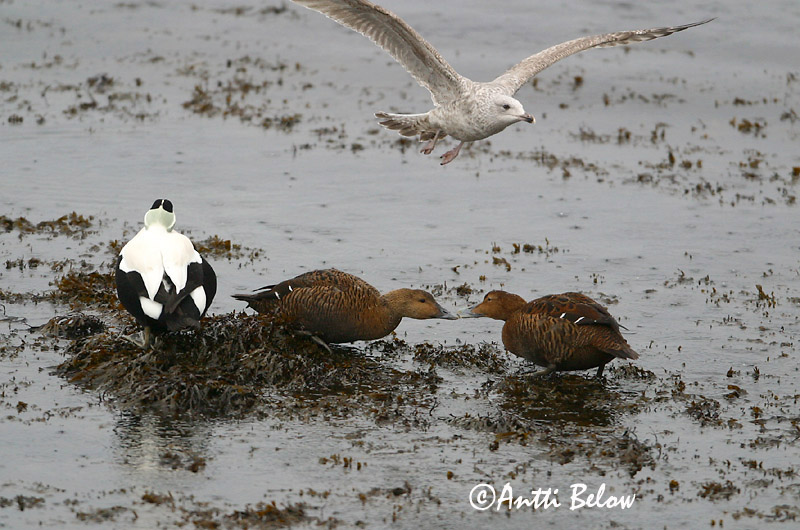 Avainsanat: Èider Ederfugl Eider Common Eider Hahk Haahka Eider à duvet Eiderente Pehelyréce Æður Edredone Ærfugl Eider-edredão Somateria mollissima Eider Común Ejder