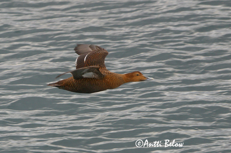 Avainsanat: Èider Ederfugl Eider Common Eider Hahk Haahka Eider à duvet Eiderente Pehelyréce Æður Edredone Ærfugl Eider-edredão Somateria mollissima Eider Común Ejder