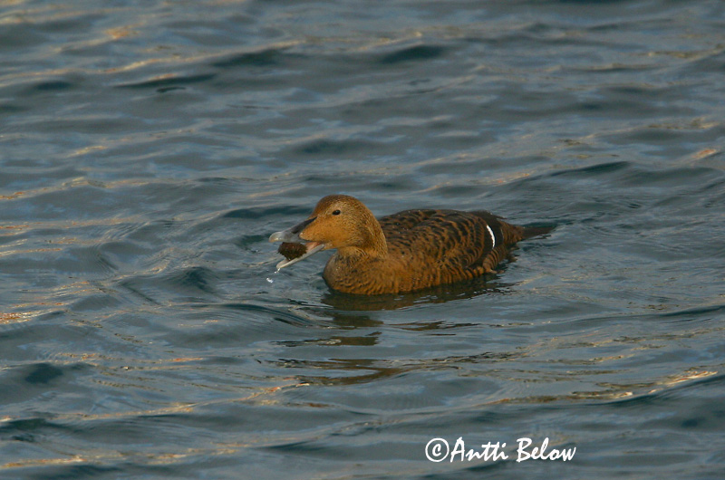 Avainsanat: Èider Ederfugl Eider Common Eider Hahk Haahka Eider à duvet Eiderente Pehelyréce Æður Edredone Ærfugl Eider-edredão Somateria mollissima Eider Común Ejder