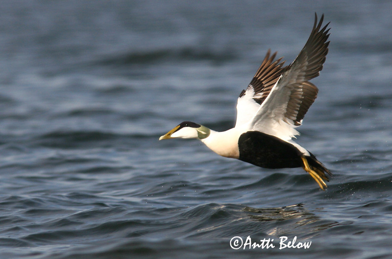 Avainsanat: Èider Ederfugl Eider Common Eider Hahk Haahka Eider à duvet Eiderente Pehelyréce Æður Edredone Ærfugl Eider-edredão Somateria mollissima Eider Común Ejder