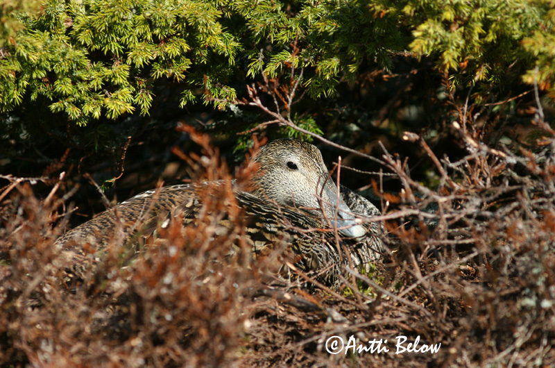 Avainsanat: Èider Ederfugl Eider Common Eider Hahk Haahka Eider à duvet Eiderente Pehelyréce Æður Edredone Ærfugl Eider-edredão Somateria mollissima Eider Común Ejder