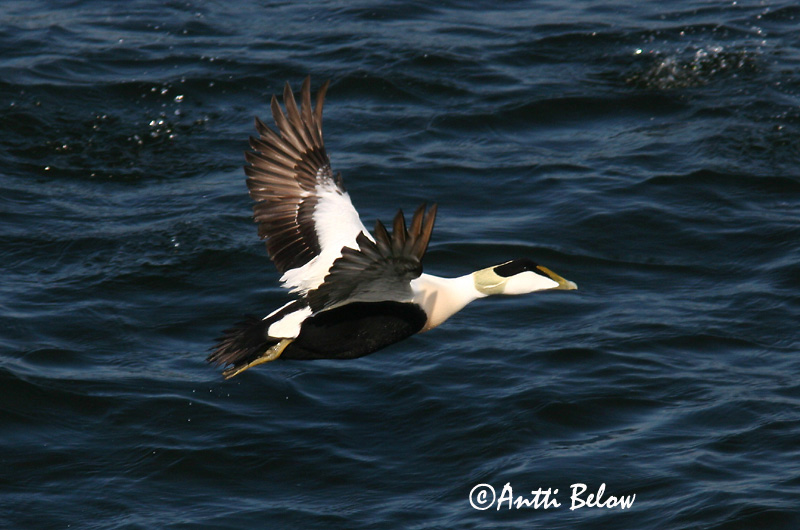 Avainsanat: Èider Ederfugl Eider Common Eider Hahk Haahka Eider à duvet Eiderente Pehelyréce Æður Edredone Ærfugl Eider-edredão Somateria mollissima Eider Común Ejder