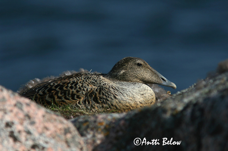 Avainsanat: Èider Ederfugl Eider Common Eider Hahk Haahka Eider à duvet Eiderente Pehelyréce Æður Edredone Ærfugl Eider-edredão Somateria mollissima Eider Común Ejder