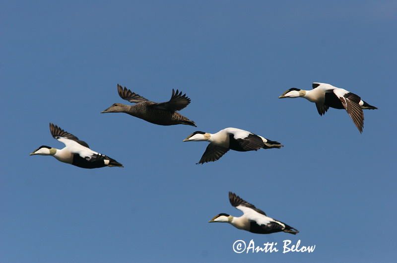 Avainsanat: Èider Ederfugl Eider Common Eider Hahk Haahka Eider à duvet Eiderente Pehelyréce Æður Edredone Ærfugl Eider-edredão Somateria mollissima Eider Común Ejder