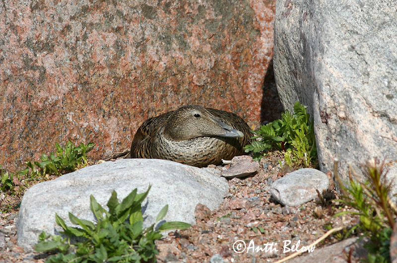 Avainsanat: Èider Ederfugl Eider Common Eider Hahk Haahka Eider à duvet Eiderente Pehelyréce Æður Edredone Ærfugl Eider-edredão Somateria mollissima Eider Común Ejder