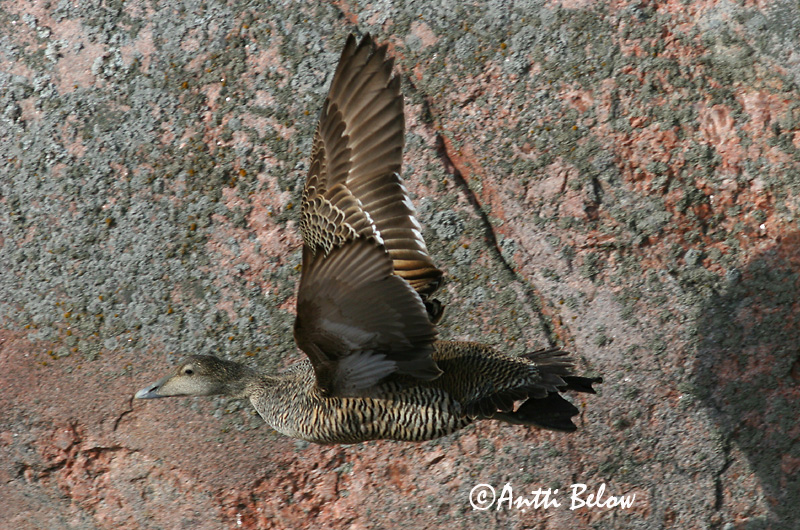 Avainsanat: Èider Ederfugl Eider Common Eider Hahk Haahka Eider à duvet Eiderente Pehelyréce Æður Edredone Ærfugl Eider-edredão Somateria mollissima Eider Común Ejder