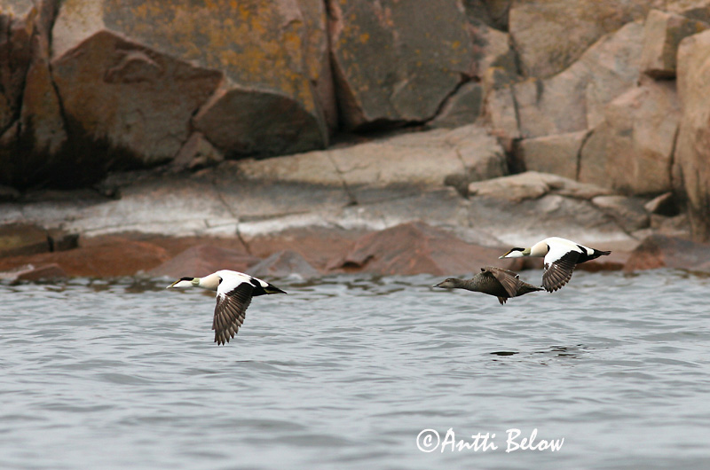 Avainsanat: Èider Ederfugl Eider Common Eider Hahk Haahka Eider à duvet Eiderente Pehelyréce Æður Edredone Ærfugl Eider-edredão Somateria mollissima Eider Común Ejder
