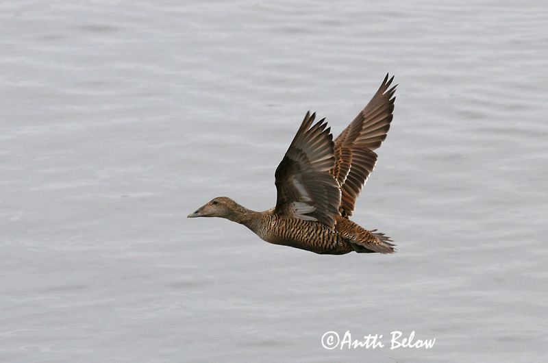 Avainsanat: Èider Ederfugl Eider Common Eider Hahk Haahka Eider à duvet Eiderente Pehelyréce Æður Edredone Ærfugl Eider-edredão Somateria mollissima Eider Común Ejder