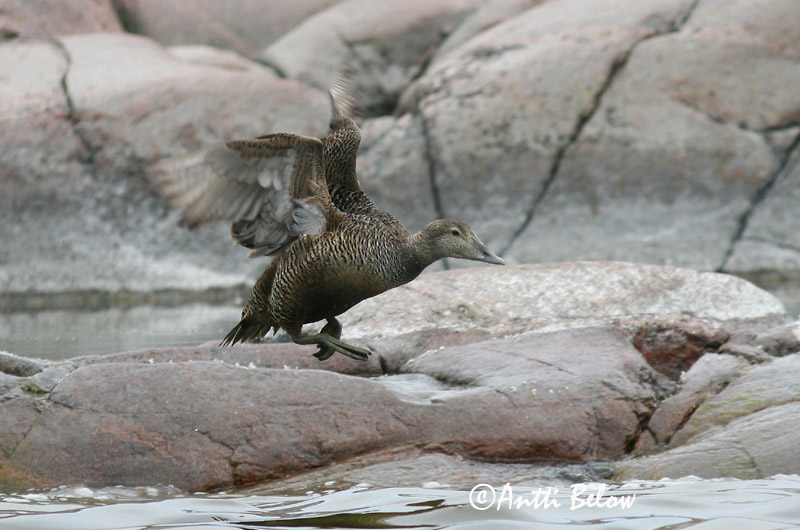 Avainsanat: Èider Ederfugl Eider Common Eider Hahk Haahka Eider à duvet Eiderente Pehelyréce Æður Edredone Ærfugl Eider-edredão Somateria mollissima Eider Común Ejder