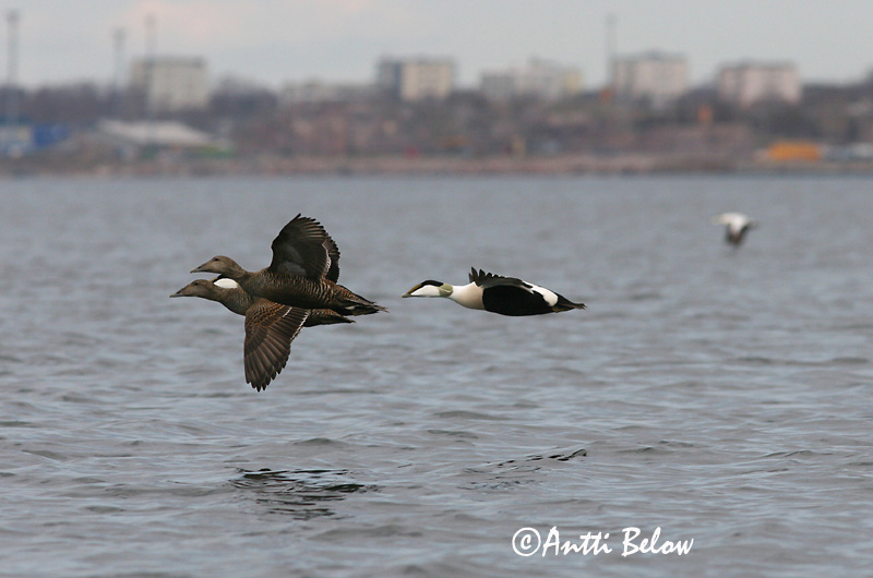Avainsanat: Èider Ederfugl Eider Common Eider Hahk Haahka Eider à duvet Eiderente Pehelyréce Æður Edredone Ærfugl Eider-edredão Somateria mollissima Eider Común Ejder
