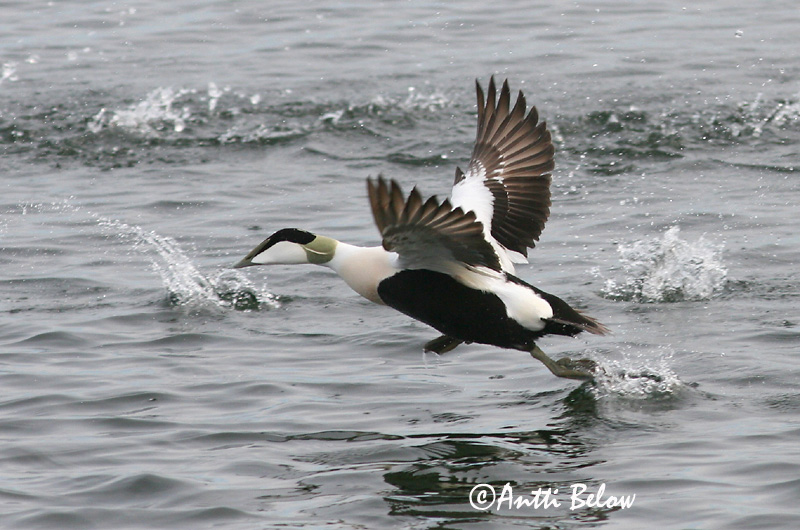 Avainsanat: Èider Ederfugl Eider Common Eider Hahk Haahka Eider à duvet Eiderente Pehelyréce Æður Edredone Ærfugl Eider-edredão Somateria mollissima Eider Común Ejder