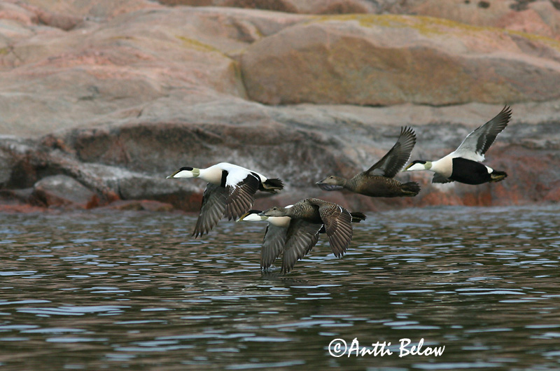 Avainsanat: Èider Ederfugl Eider Common Eider Hahk Haahka Eider à duvet Eiderente Pehelyréce Æður Edredone Ærfugl Eider-edredão Somateria mollissima Eider Común Ejder