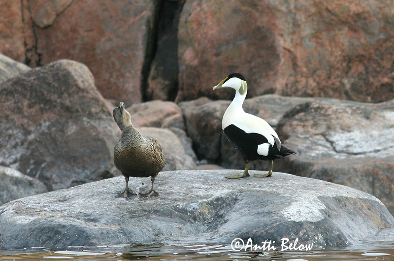 Avainsanat: Èider Ederfugl Eider Common Eider Hahk Haahka Eider à duvet Eiderente Pehelyréce Æður Edredone Ærfugl Eider-edredão Somateria mollissima Eider Común Ejder