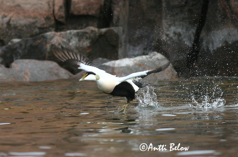 Avainsanat: Èider Ederfugl Eider Common Eider Hahk Haahka Eider à duvet Eiderente Pehelyréce Æður Edredone Ærfugl Eider-edredão Somateria mollissima Eider Común Ejder