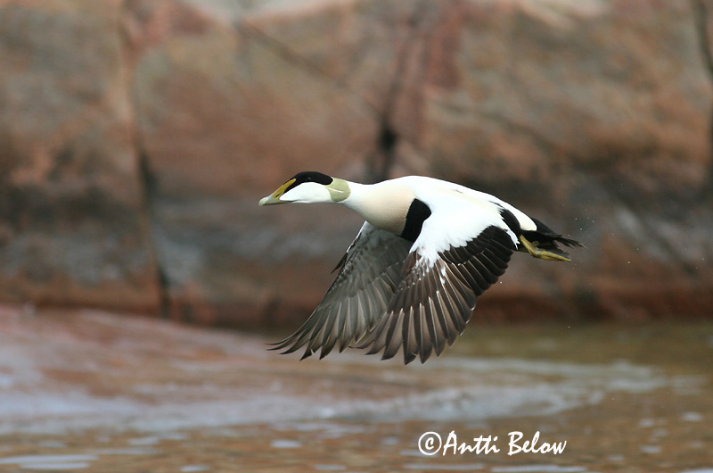 Avainsanat: Èider Ederfugl Eider Common Eider Hahk Haahka Eider à duvet Eiderente Pehelyréce Æður Edredone Ærfugl Eider-edredão Somateria mollissima Eider Común Ejder