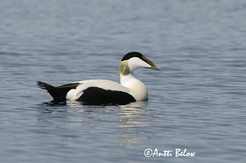 Avainsanat: Èider Ederfugl Eider Common Eider Hahk Haahka Eider à duvet Eiderente Pehelyréce Æður Edredone Ærfugl Eider-edredão Somateria mollissima Eider Común Ejder