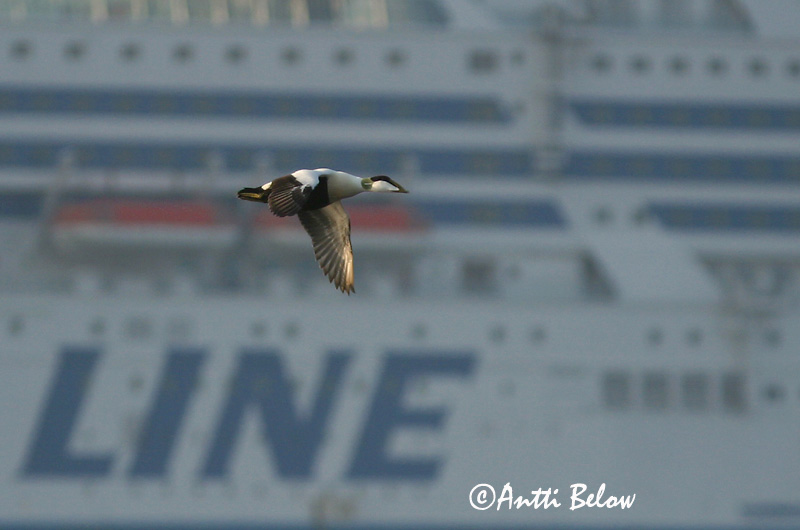 Avainsanat: Èider Ederfugl Eider Common Eider Hahk Haahka Eider à duvet Eiderente Pehelyréce Æður Edredone Ærfugl Eider-edredão Somateria mollissima Eider Común Ejder