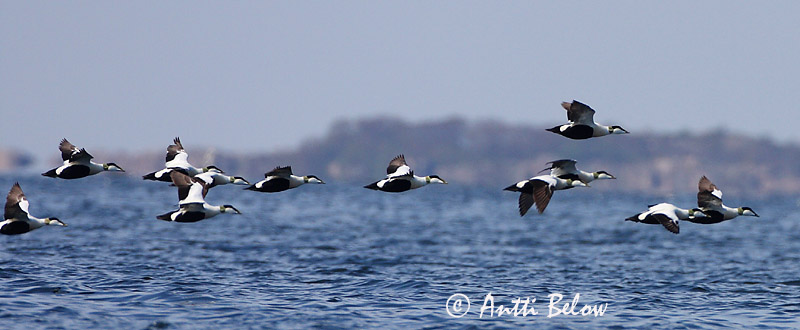 Avainsanat: Èider Ederfugl Eider Common Eider Hahk Haahka Eider à duvet Eiderente Pehelyréce Æður Edredone Ærfugl Eider-edredão Somateria mollissima Eider Común Ejder