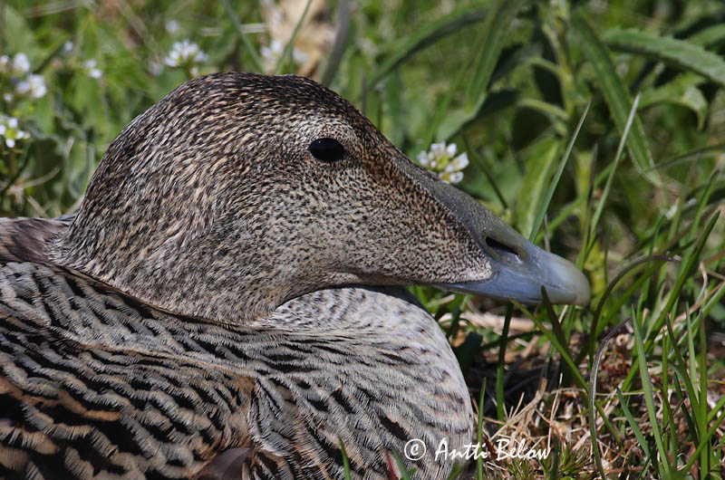 Avainsanat: Èider Ederfugl Eider Common Eider Hahk Haahka Eider à duvet Eiderente Pehelyréce Æður Edredone Ærfugl Eider-edredão Somateria mollissima Eider Común Ejder