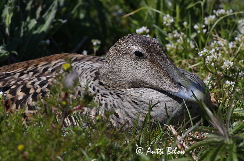 Avainsanat: Èider Ederfugl Eider Common Eider Hahk Haahka Eider à duvet Eiderente Pehelyréce Æður Edredone Ærfugl Eider-edredão Somateria mollissima Eider Común Ejder