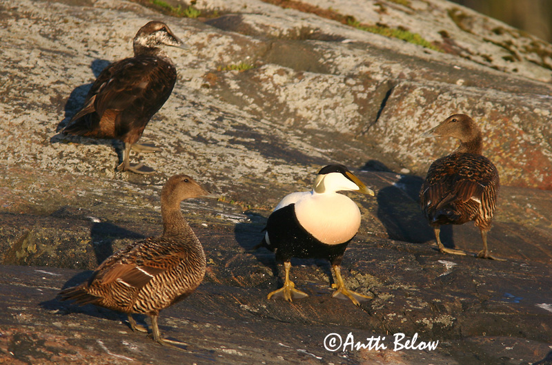 Avainsanat: Èider Ederfugl Eider Common Eider Hahk Haahka Eider à duvet Eiderente Pehelyréce Æður Edredone Ærfugl Eider-edredão Somateria mollissima Eider Común Ejder