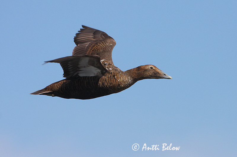 Avainsanat: Èider Ederfugl Eider Common Eider Hahk Haahka Eider à duvet Eiderente Pehelyréce Æður Edredone Ærfugl Eider-edredão Somateria mollissima Eider Común Ejder