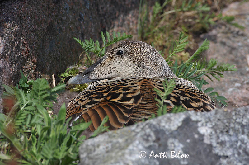 Avainsanat: Èider Ederfugl Eider Common Eider Hahk Haahka Eider à duvet Eiderente Pehelyréce Æður Edredone Ærfugl Eider-edredão Somateria mollissima Eider Común Ejder