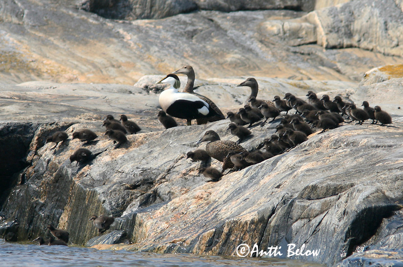 Avainsanat: Èider Ederfugl Eider Common Eider Hahk Haahka Eider à duvet Eiderente Pehelyréce Æður Edredone Ærfugl Eider-edredão Somateria mollissima Eider Común Ejder