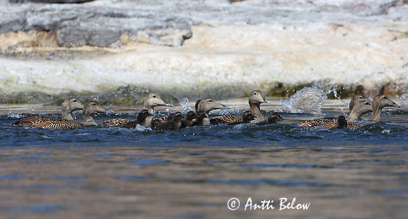 Avainsanat: Èider Ederfugl Eider Common Eider Hahk Haahka Eider à duvet Eiderente Pehelyréce Æður Edredone Ærfugl Eider-edredão Somateria mollissima Eider Común Ejder