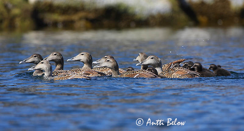 Avainsanat: Èider Ederfugl Eider Common Eider Hahk Haahka Eider à duvet Eiderente Pehelyréce Æður Edredone Ærfugl Eider-edredão Somateria mollissima Eider Común Ejder