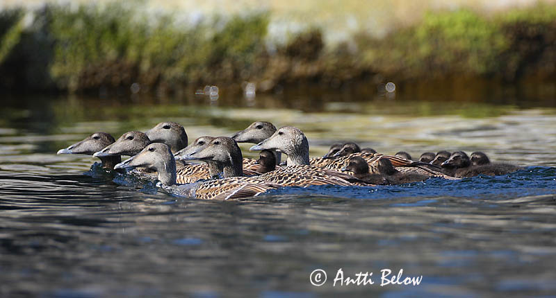 Avainsanat: Èider Ederfugl Eider Common Eider Hahk Haahka Eider à duvet Eiderente Pehelyréce Æður Edredone Ærfugl Eider-edredão Somateria mollissima Eider Común Ejder