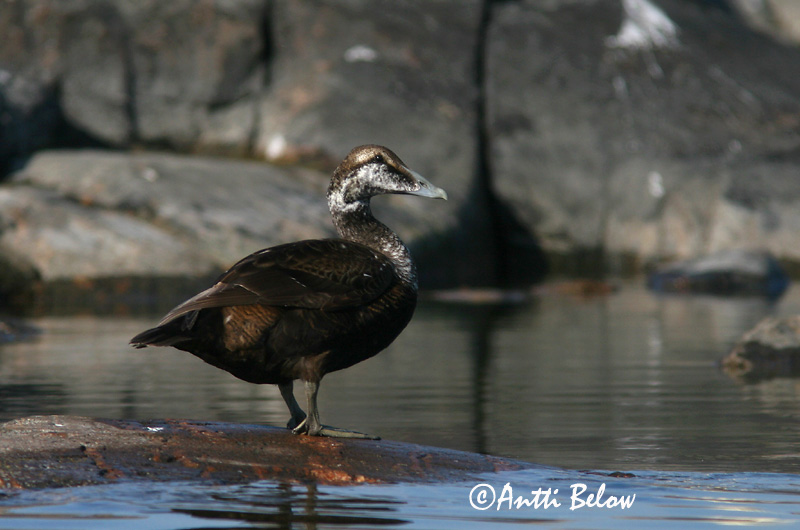 Avainsanat: Èider Ederfugl Eider Common Eider Hahk Haahka Eider à duvet Eiderente Pehelyréce Æður Edredone Ærfugl Eider-edredão Somateria mollissima Eider Común Ejder