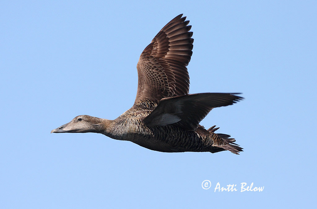 Avainsanat: Èider Ederfugl Eider Common Eider Hahk Haahka Eider à duvet Eiderente Pehelyréce Æður Edredone Ærfugl Eider-edredão Somateria mollissima Eider Común Ejder