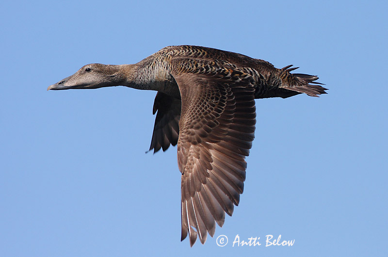 Avainsanat: Èider Ederfugl Eider Common Eider Hahk Haahka Eider à duvet Eiderente Pehelyréce Æður Edredone Ærfugl Eider-edredão Somateria mollissima Eider Común Ejder