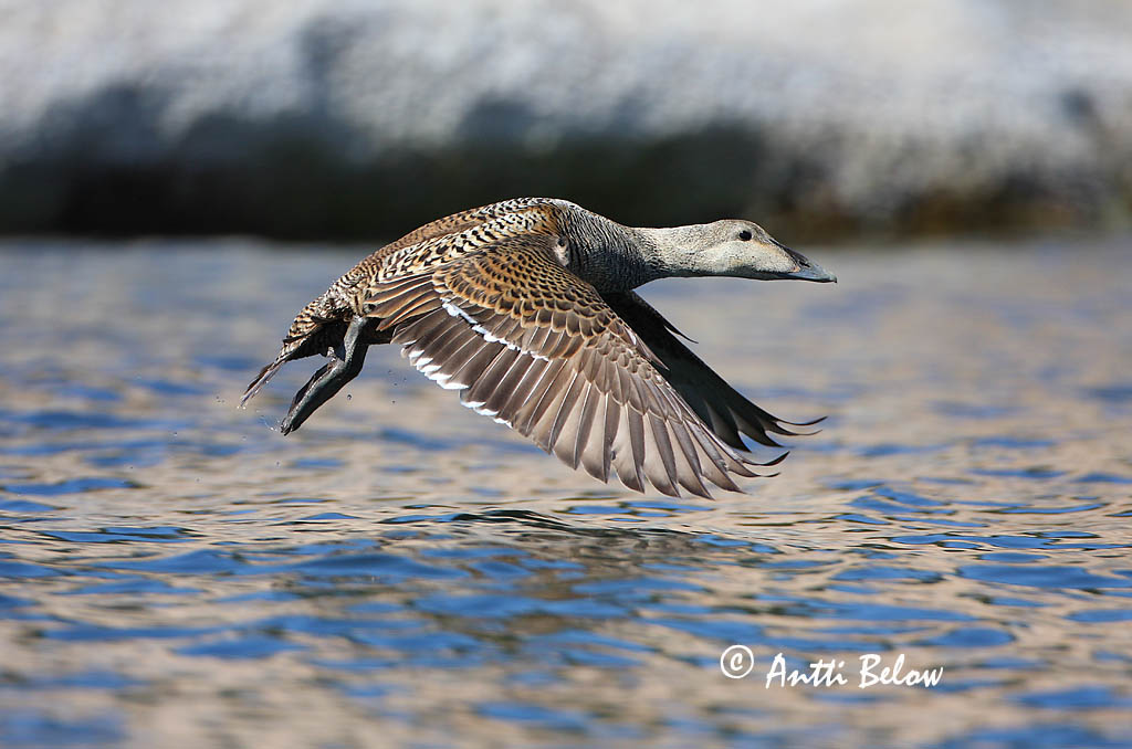 Avainsanat: Èider Ederfugl Eider Common Eider Hahk Haahka Eider à duvet Eiderente Pehelyréce Æður Edredone Ærfugl Eider-edredão Somateria mollissima Eider Común Ejder