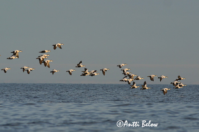 Avainsanat: Èider Ederfugl Eider Common Eider Hahk Haahka Eider à duvet Eiderente Pehelyréce Æður Edredone Ærfugl Eider-edredão Somateria mollissima Eider Común Ejder