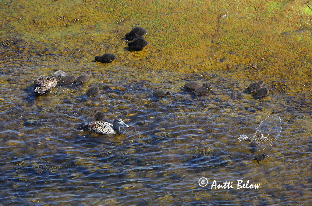 Avainsanat: Èider Ederfugl Eider Common Eider Hahk Haahka Eider à duvet Eiderente Pehelyréce Æður Edredone Ærfugl Eider-edredão Somateria mollissima Eider Común Ejder